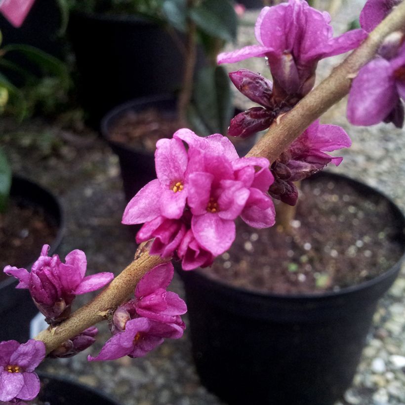 Daphne mezereum var. rubra (Floração)