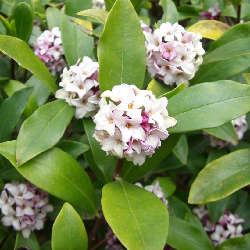 Daphne odora (Folhagem)