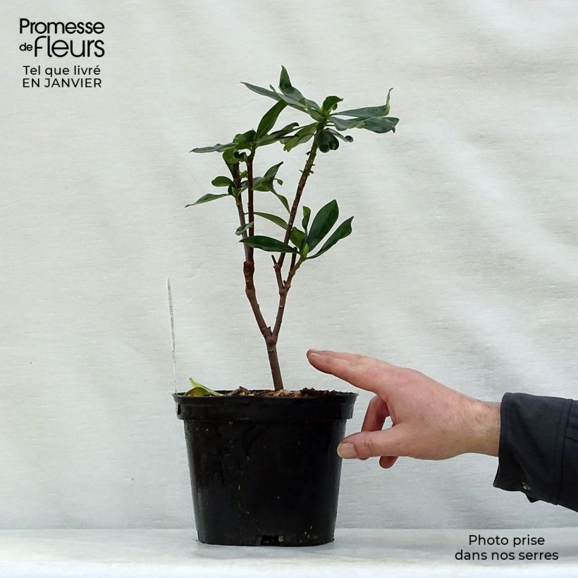 Amostra de Daphne odora - Bois-joli odorant Vaso de 1 L/1,5 L tal como entregue no inverno