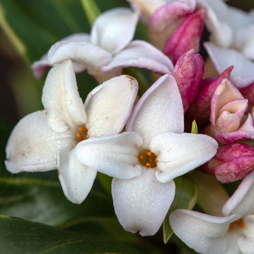 Daphne odora Aureomarginata (Floração)