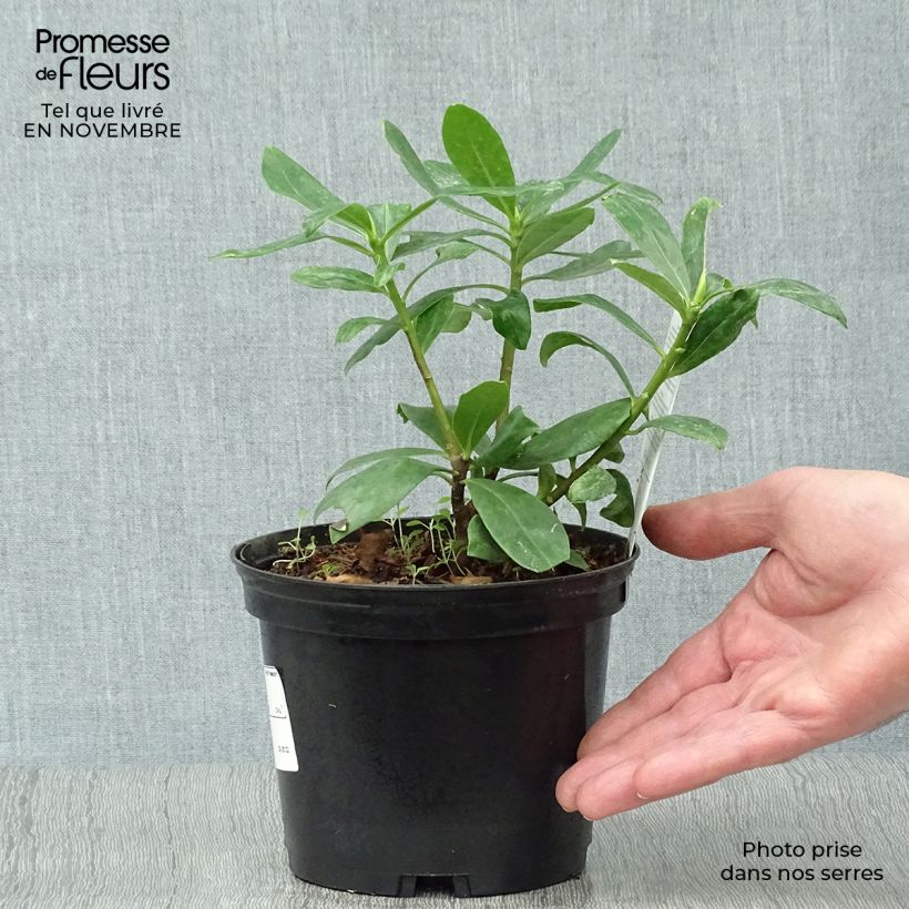 Amostra de Daphne odora Vaso de 1 L/1,5 L tal como entregue no outono
