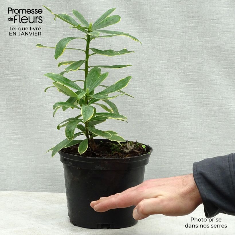 Amostra de Daphne odora Maejima - Daphné parfumé panaché. Vaso de 2 L/3 L tal como entregue no inverno