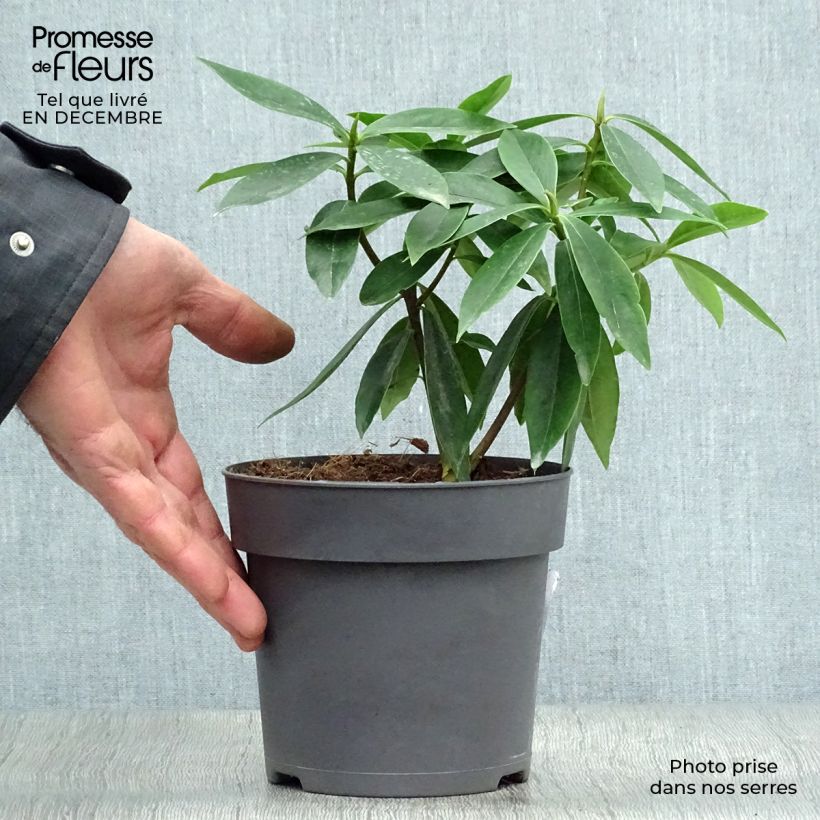 Amostra de Daphne odora Sweet Amethyst - Daphné odorant Vaso de 1 L/1,5 L tal como entregue no inverno