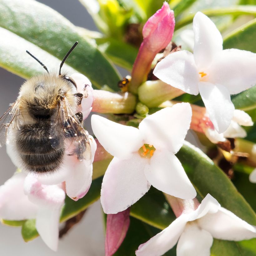 Daphne retusa (Floração)