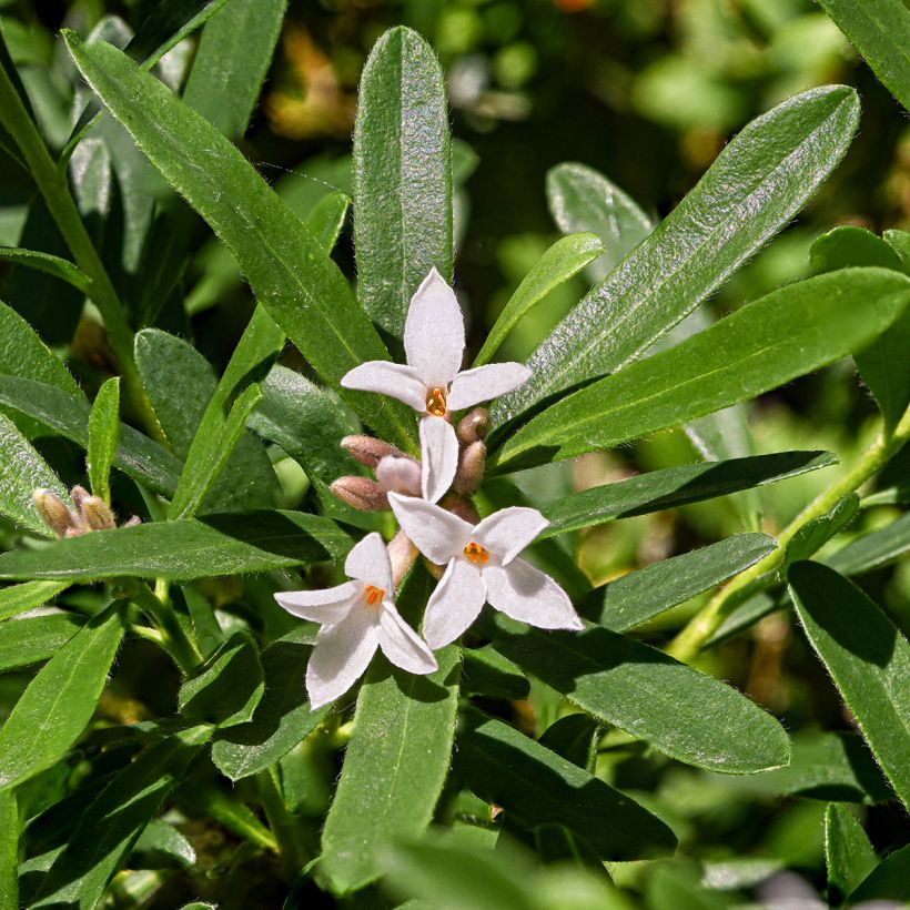 Daphne transatlantica Eternal Fragrance (Floração)