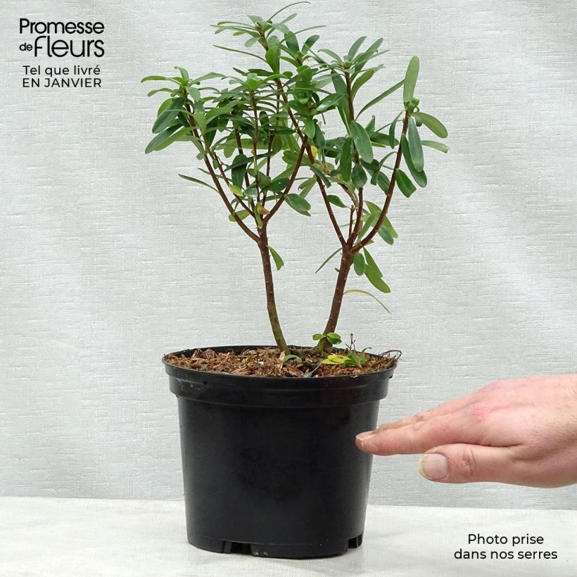 Amostra de Daphne x transatlantica Pink Fragrance Vaso de 2 L/3 L tal como entregue no inverno