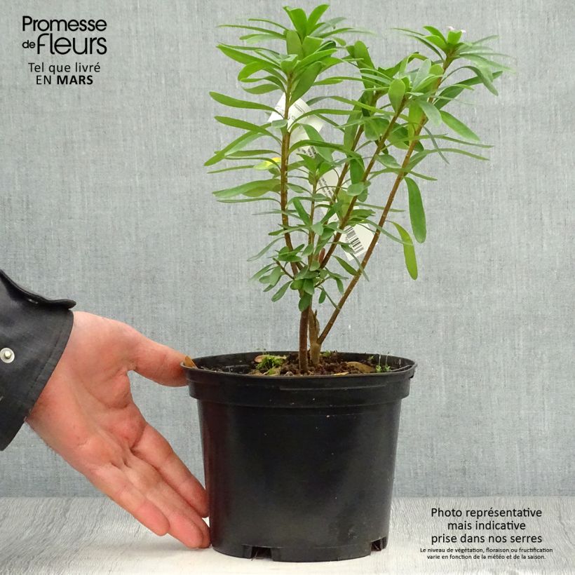 Amostra de Daphne transatlantica Pink Fragrance Vaso de 2 L/3 L tal como entregue na primavera