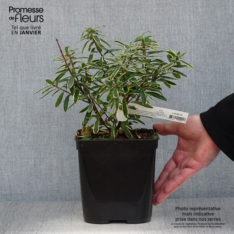 Amostra de Daphne transatlantica Summer Ice Vaso de 3 L/4 L tal como entregue no inverno