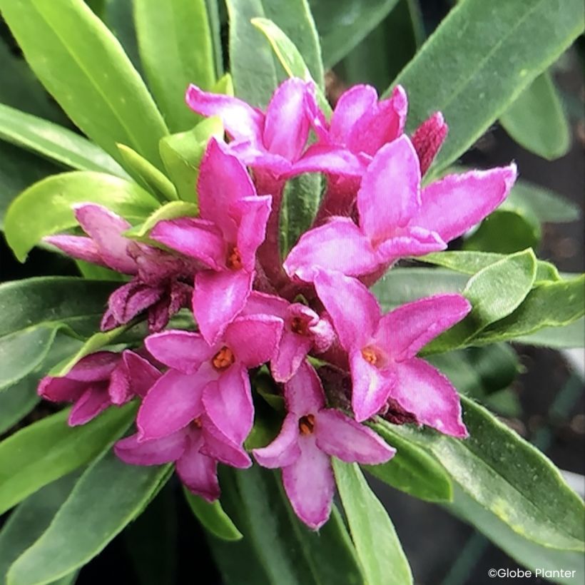 Daphne transatlantica Bella Rose (Floração)