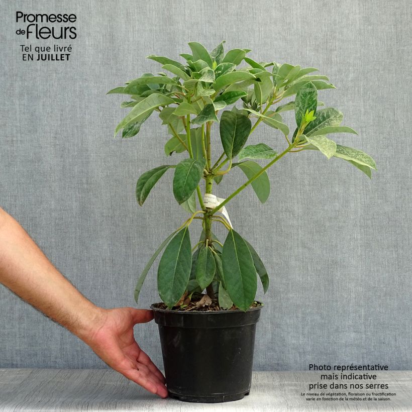 Amostra de Daphniphyllum himalayense subsp. macropodum Vaso de 2 L/3 L tal como entregue no verão