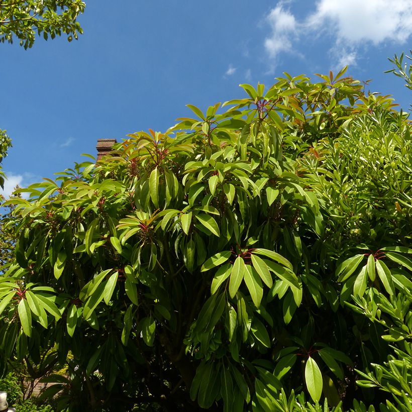 Daphniphyllum himalayense subsp. macropodum (Hábito)