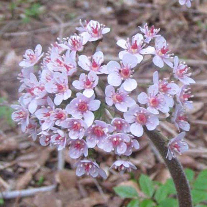 Darmera peltata (Floração)