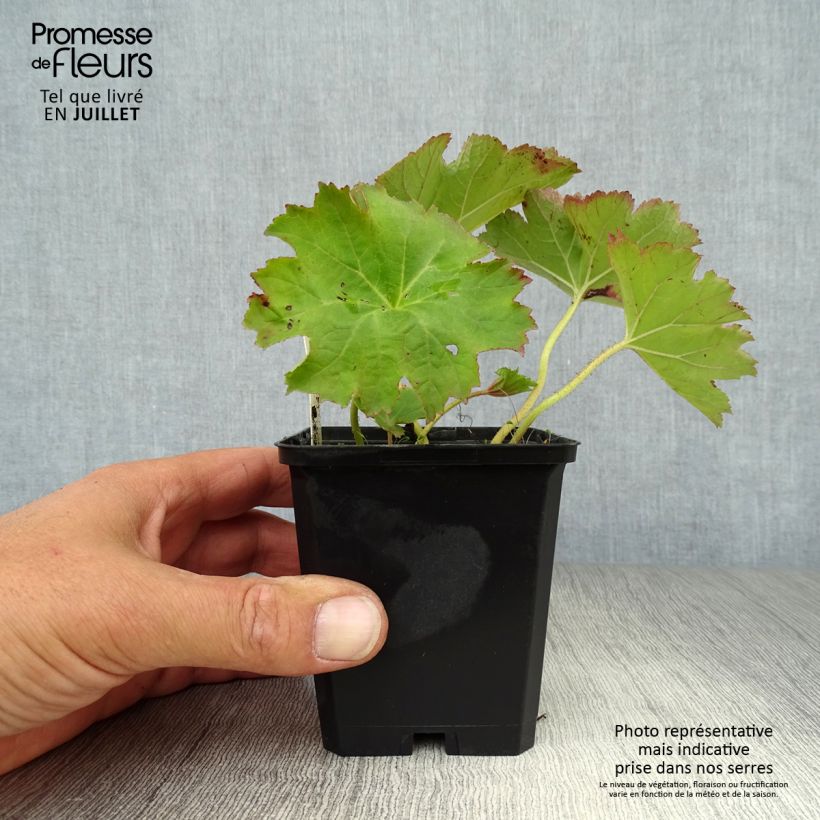Amostra de Darmera peltata Vaso de 8/9 cm tal como entregue no verão