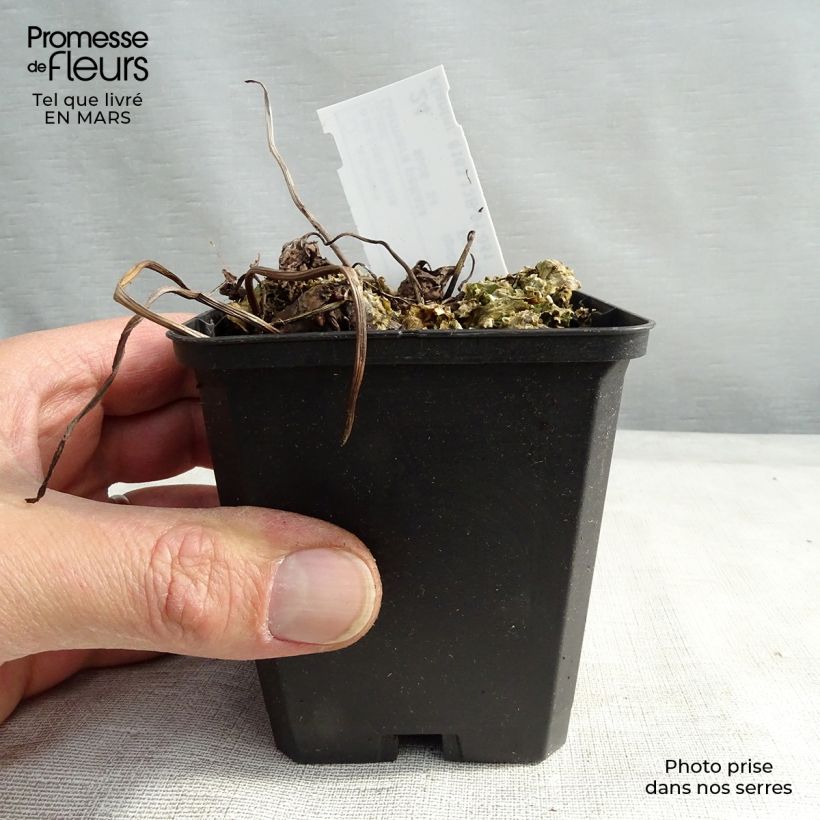 Amostra de Darmera peltata Vaso de 8/9 cm tal como entregue no inverno