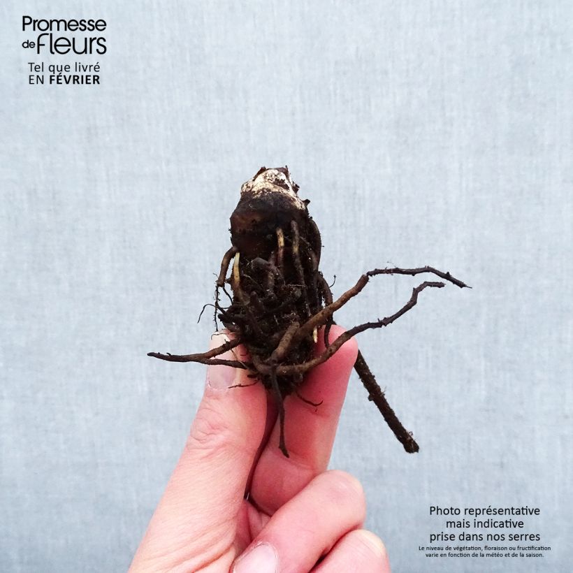 Amostra de Darmera peltata Raízes nuas tal como entregue no inverno