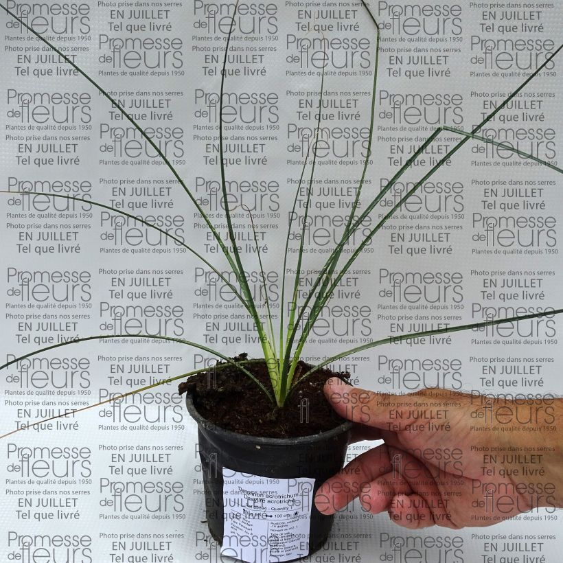 Amostra de Dasylirion acrotrichum Vaso de 12 cm/13 cm tal como entregue no verão