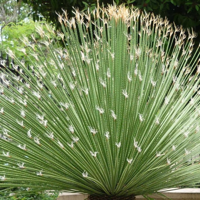 Dasylirion acrotrichum (Folhagem)