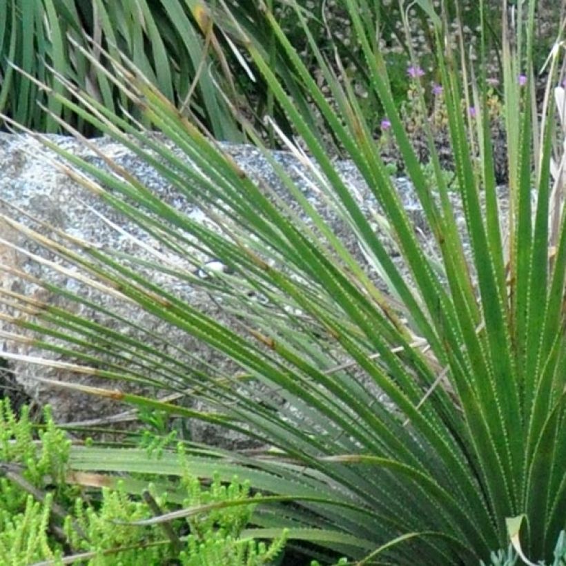 Dasylirion cedrosanum (Folhagem)