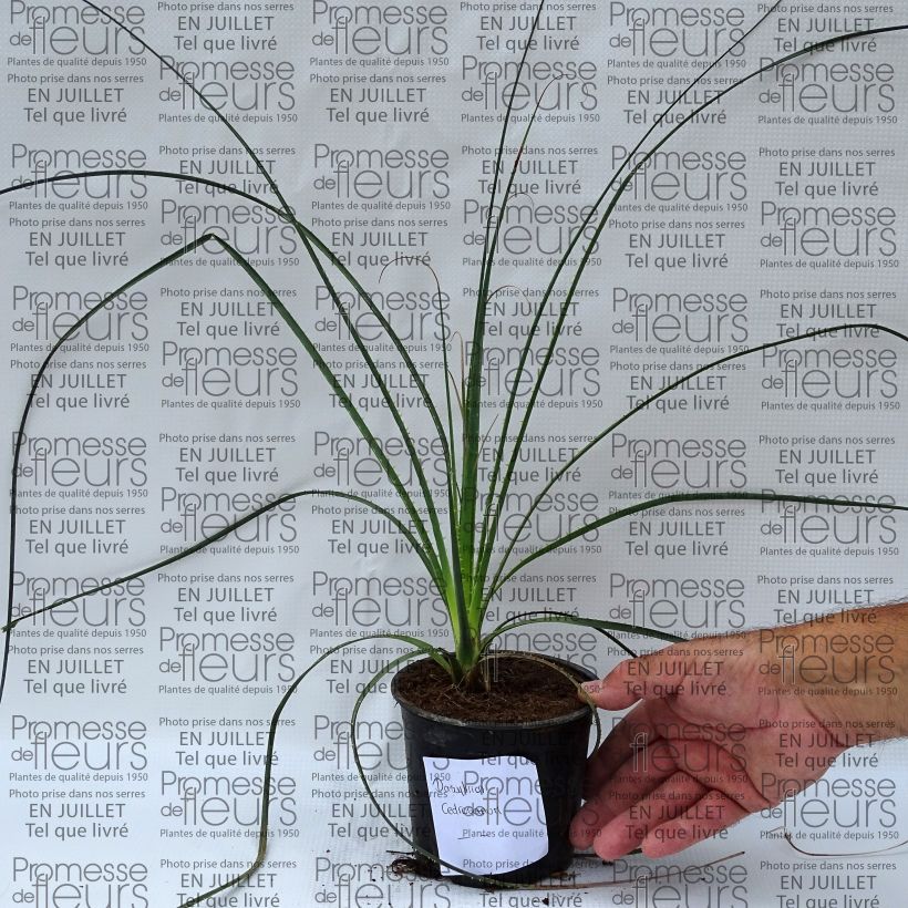 Amostra de Dasylirion cedrosanum Vaso de 12 cm/13 cm tal como entregue no verão