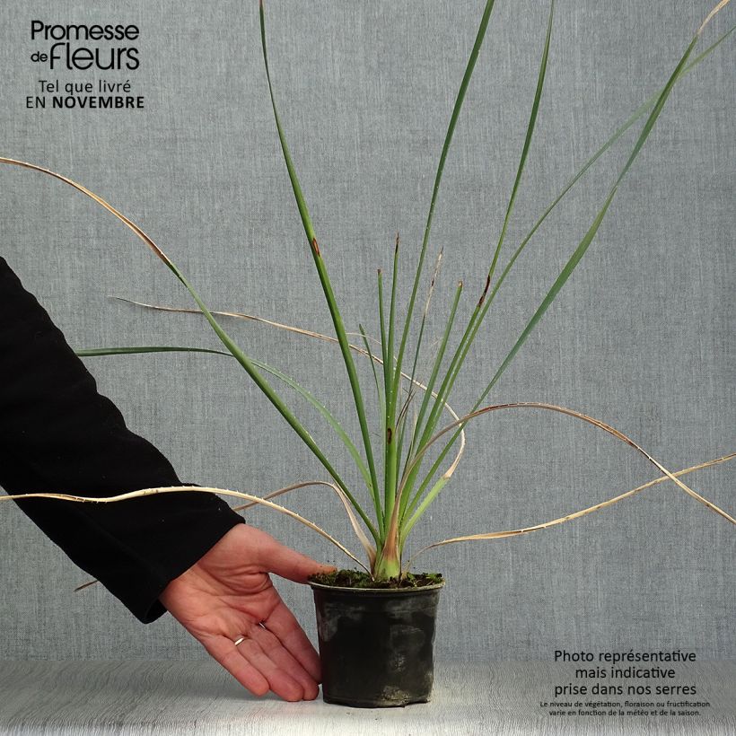 Amostra de Dasylirion cedrosanum Vaso de 12 cm/13 cm tal como entregue no outono