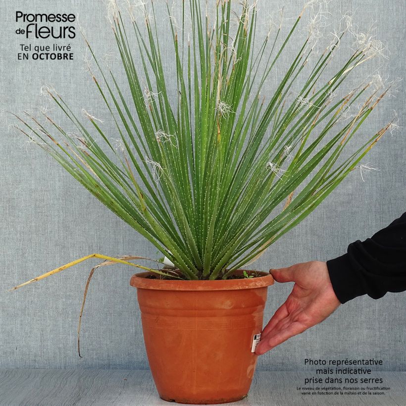 Amostra de Dasylirion glaucophyllum Vaso de 7,5 L/10 L tal como entregue no outono