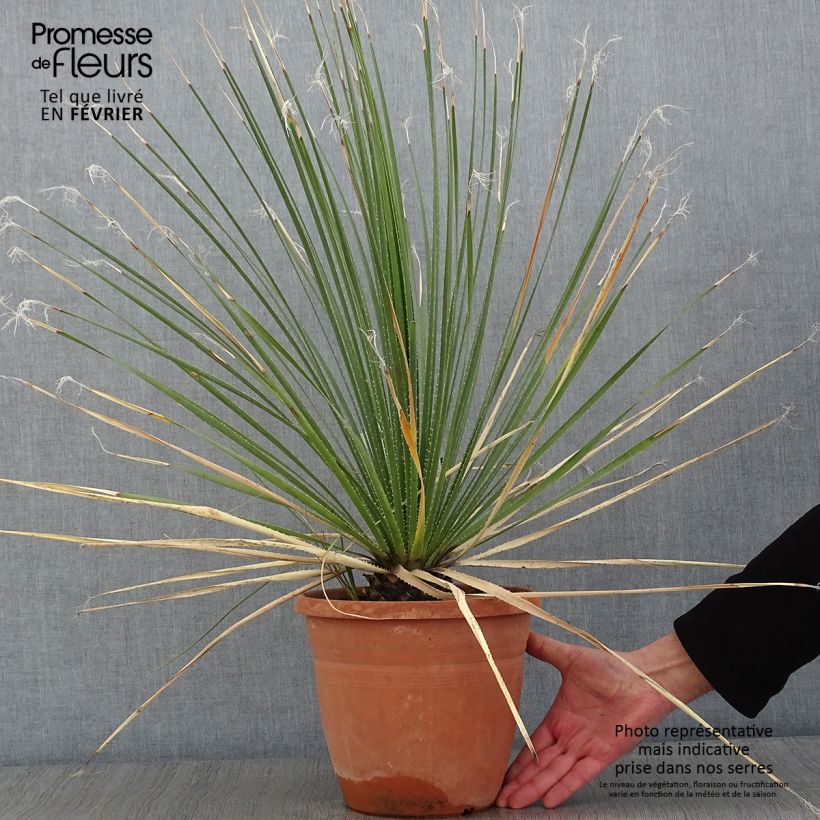 Amostra de Dasylirion glaucophyllum Vaso de 7,5 L/10 L tal como entregue no inverno