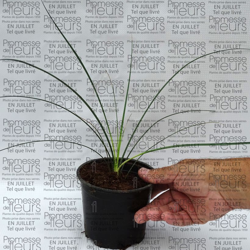 Amostra de Dasylirion leiophyllum Vaso de 12 cm/13 cm tal como entregue no verão