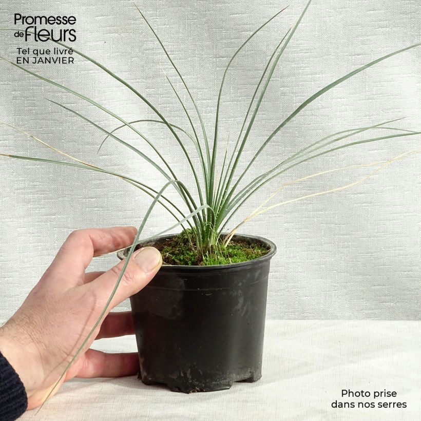 Amostra de Dasylirion leiophyllum - Dasylire ou Sotol vert Vaso de 12 cm/13 cm tal como entregue no inverno