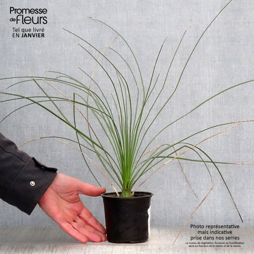 Amostra de Dasylirion longissimum Vaso de 12 cm/13 cm tal como entregue no inverno