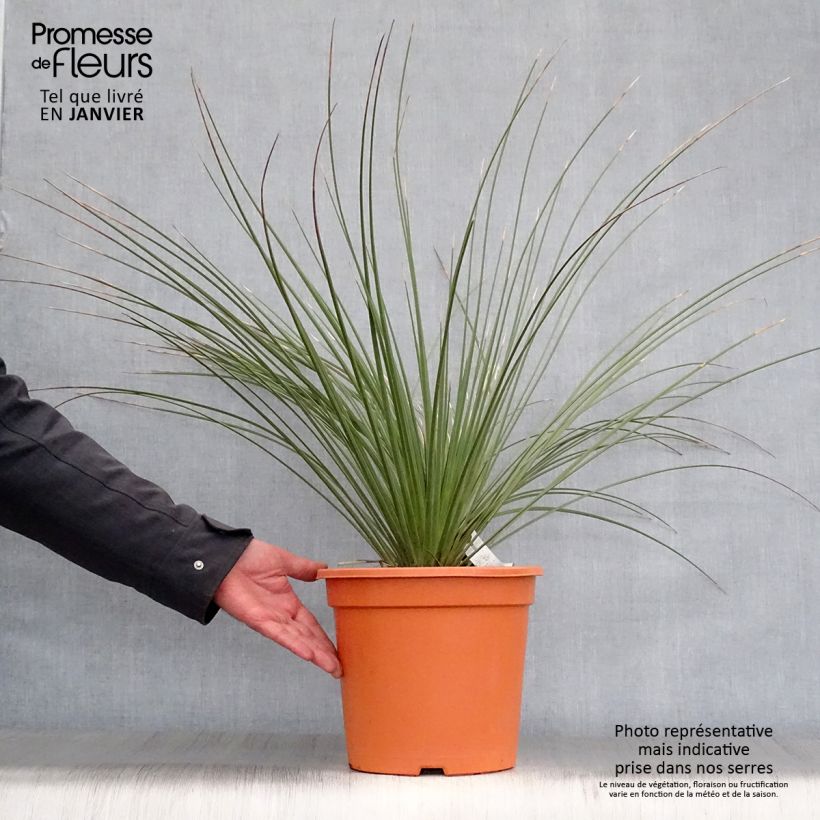 Amostra de Dasylirion longissimum Vaso de 7,5 L/10 L tal como entregue no inverno