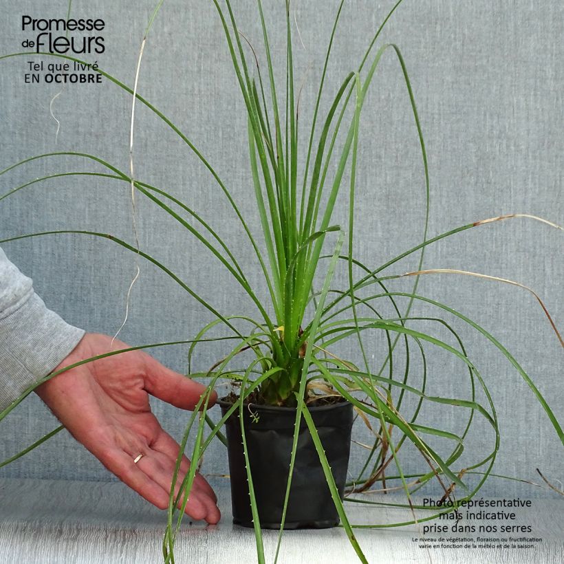 Amostra de Dasylirion lucidum Vaso de 12 cm/13 cm tal como entregue no outono