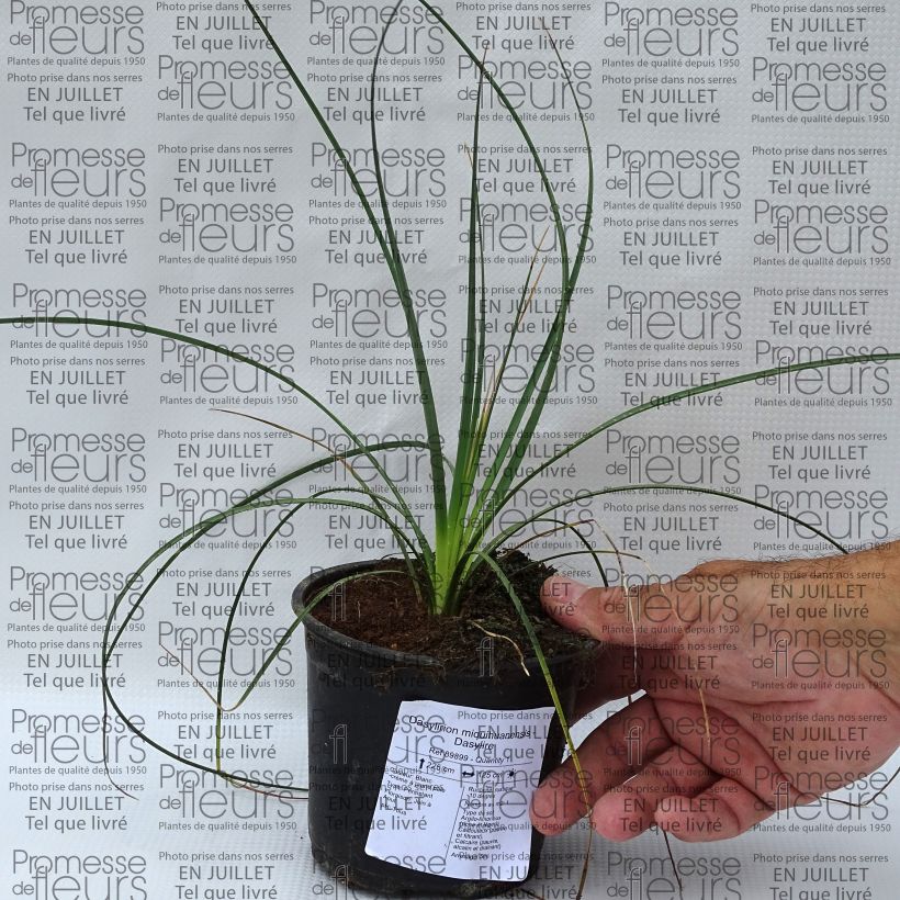Amostra de Dasylirion miquihuanensis Vaso de 12 cm/13 cm tal como entregue no verão