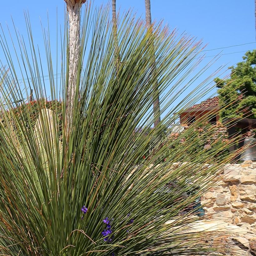 Dasylirion quadrangulatum (Folhagem)