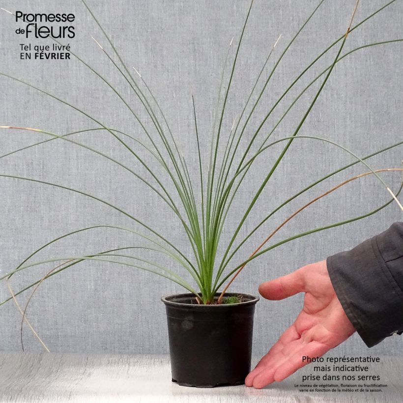 Amostra de Dasylirion quadrangulatum - Dasylire ou Sotol quadrangulaire Vaso de 12 cm/13 cm tal como entregue no inverno