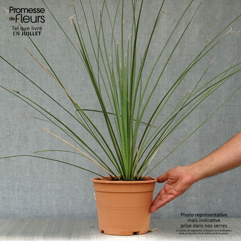 Amostra de Dasylirion serratifolium - Dasylire, Sotol Vaso de 12 L/15 L tal como entregue no verão