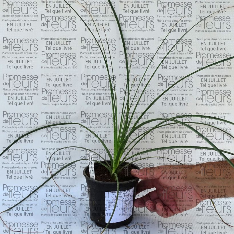 Amostra de Dasylirion texanum Vaso de 12 cm/13 cm tal como entregue no verão