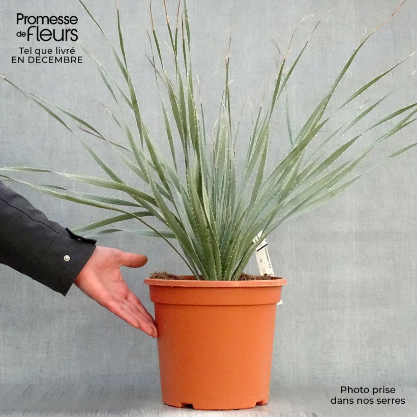 Amostra de Dasylirion wheeleri  Vaso de 7,5 L/10 L tal como entregue no inverno