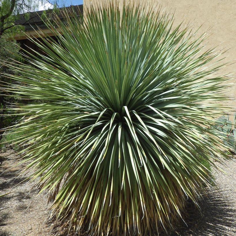 Dasylirion wheeleri (Hábito)