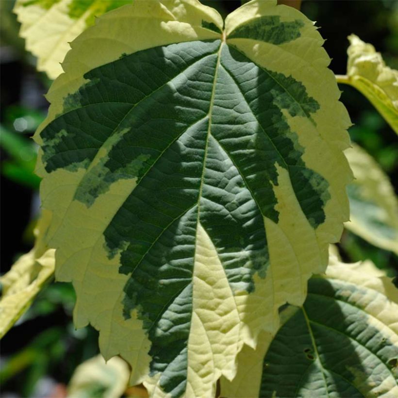 Davidia involucrata Lady Sunshine (Folhagem)