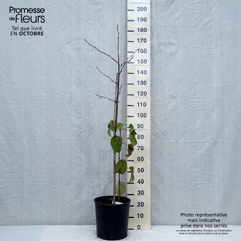 Amostra de Davidia involucrata var. vilmoriniana Vaso de 18 L/20 L tal como entregue no outono