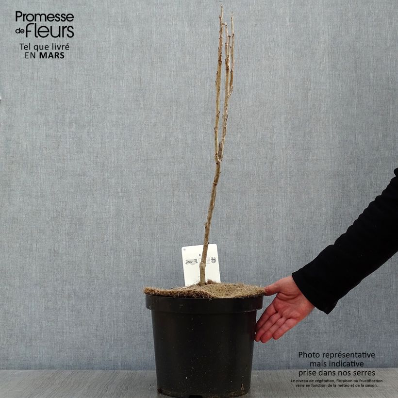 Amostra de Decaisnea fargesii Vaso de 7,5 L/10 L tal como entregue no inverno