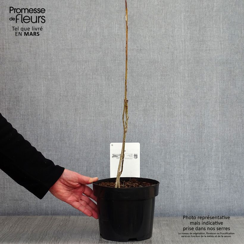 Amostra de Decaisnea fargesii Vaso de 2 L/3 L tal como entregue no inverno