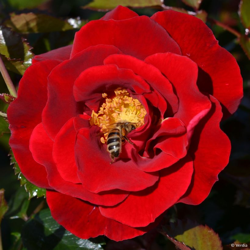 Roseira paisagística New Vesuvia (Floração)