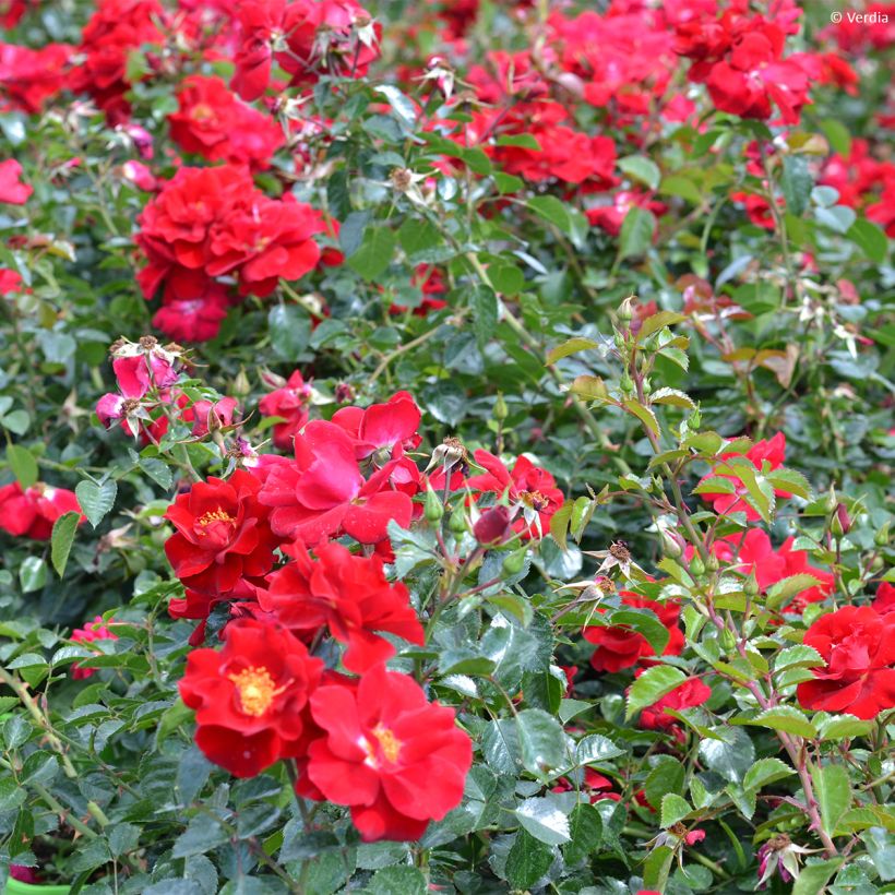 Roseira paisagística New Vesuvia (Hábito)