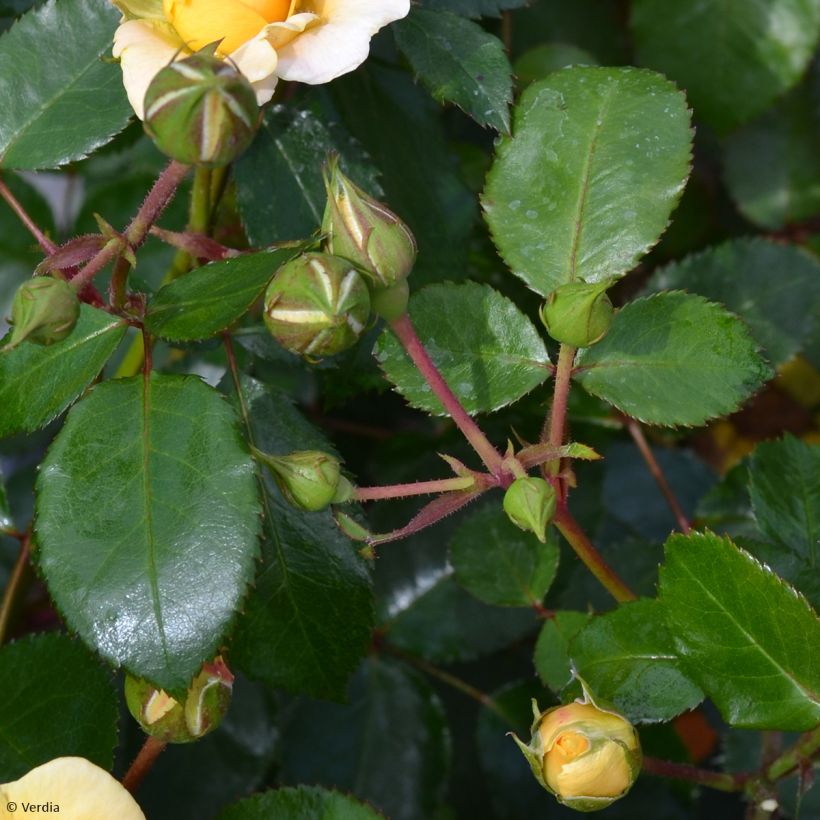 Roseira paisagística Soleya (Folhagem)