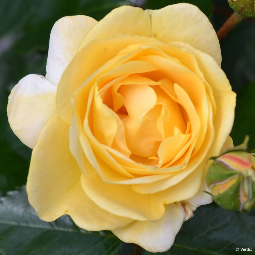 Roseira paisagística Soleya (Floração)