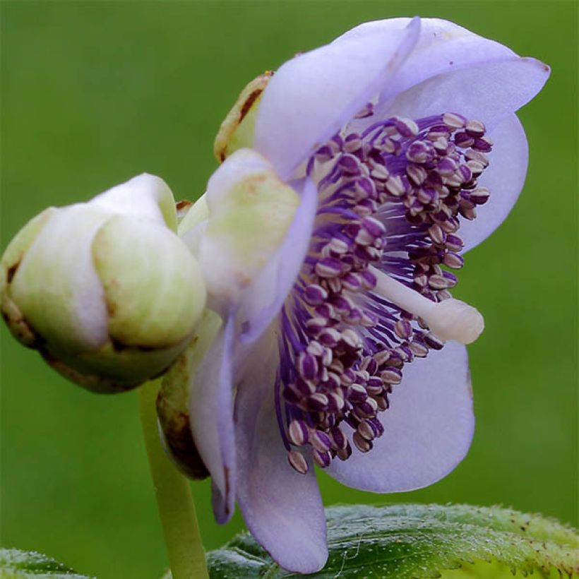 Deinanthe caerulea (Floração)