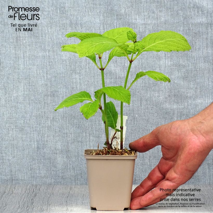 Amostra de Deinanthe Blue Wonder Vaso de 8/9 cm tal como entregue na primavera