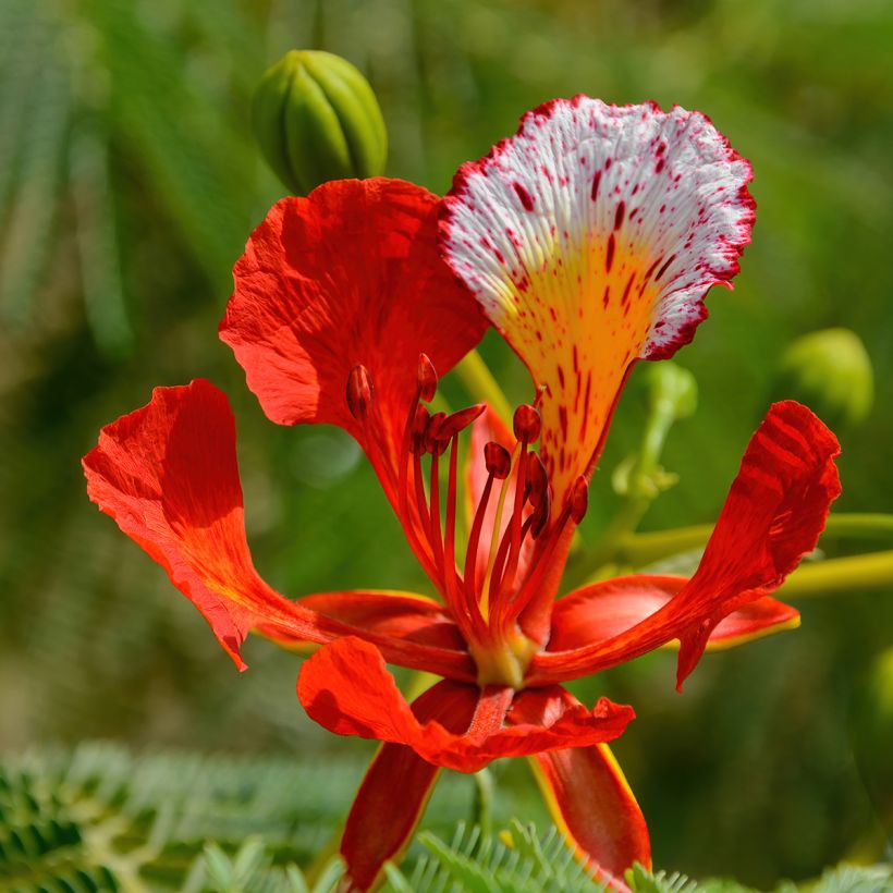 Delonix regia (Floração)