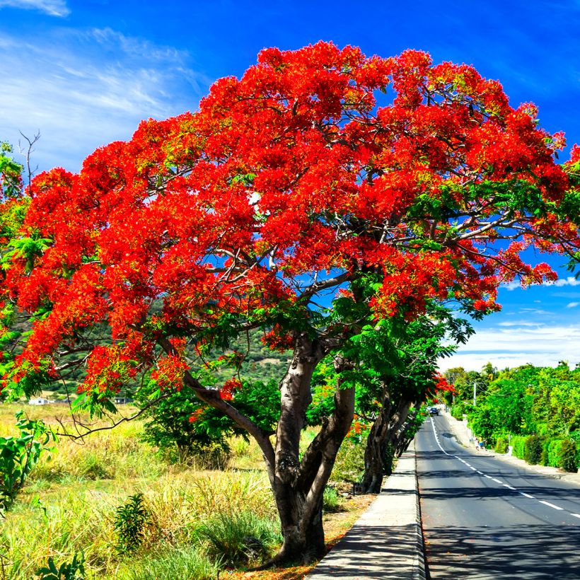 Delonix regia (Hábito)